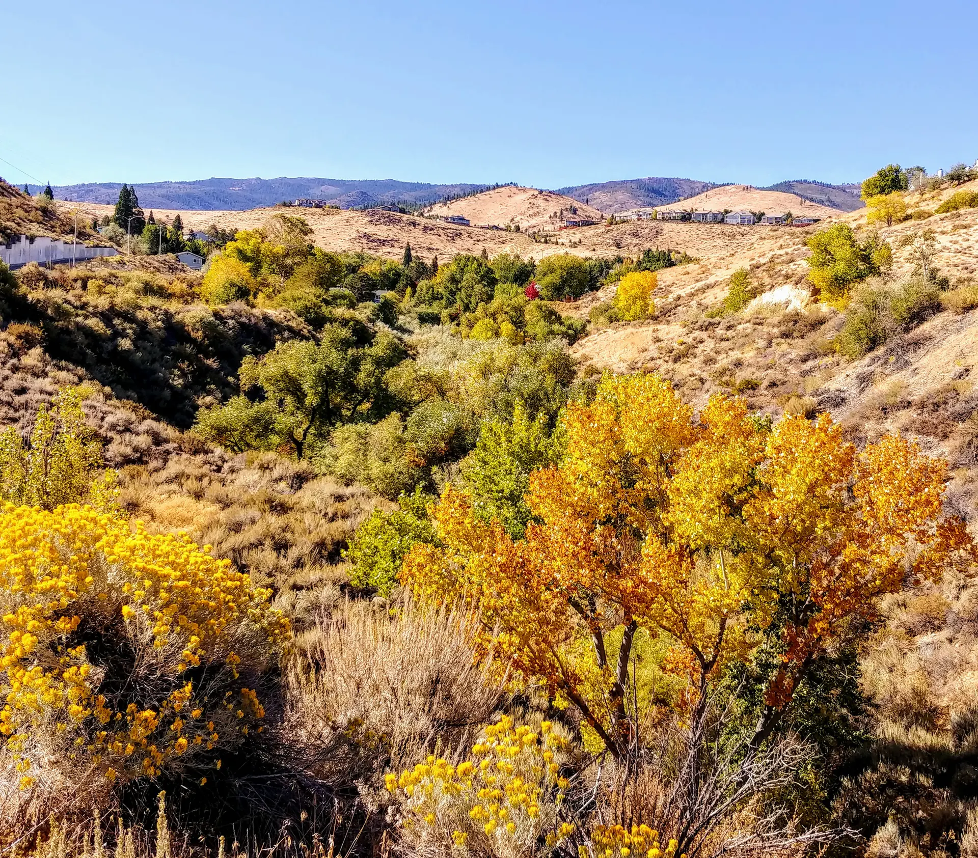 Sunny valley with hills, dry grass, and vibrant yellow autumn trees under a blue sky.