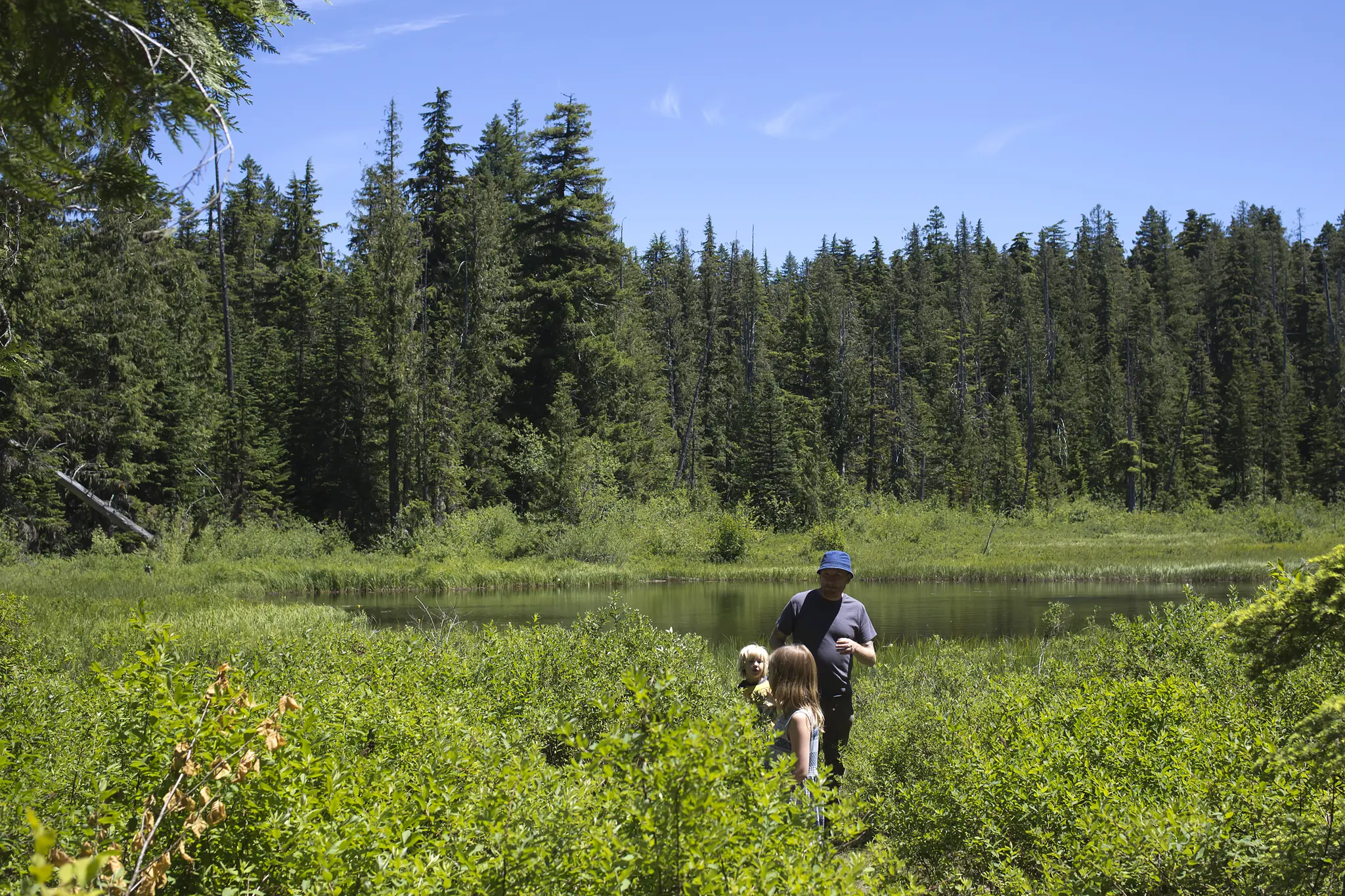 People and dog walk through green brush near a lake and forest, sunny.