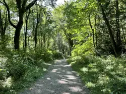 A wide gravel path through a bright, sunlit forest with green trees.