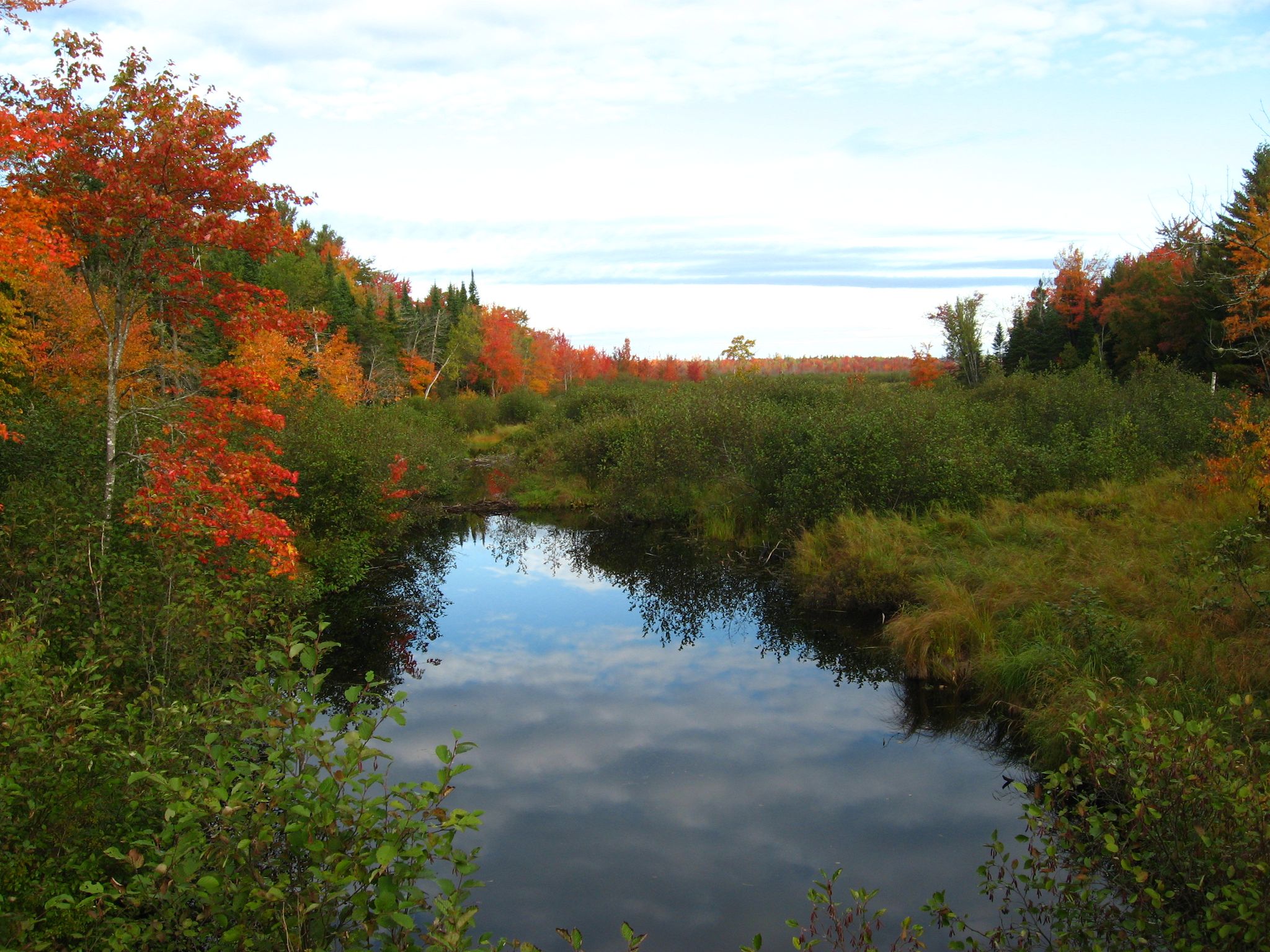 A tranquil pond reflecting an overcast sky, surrounded by vibrant autumn trees and green bushes. - Johnson Brook Trail Loop