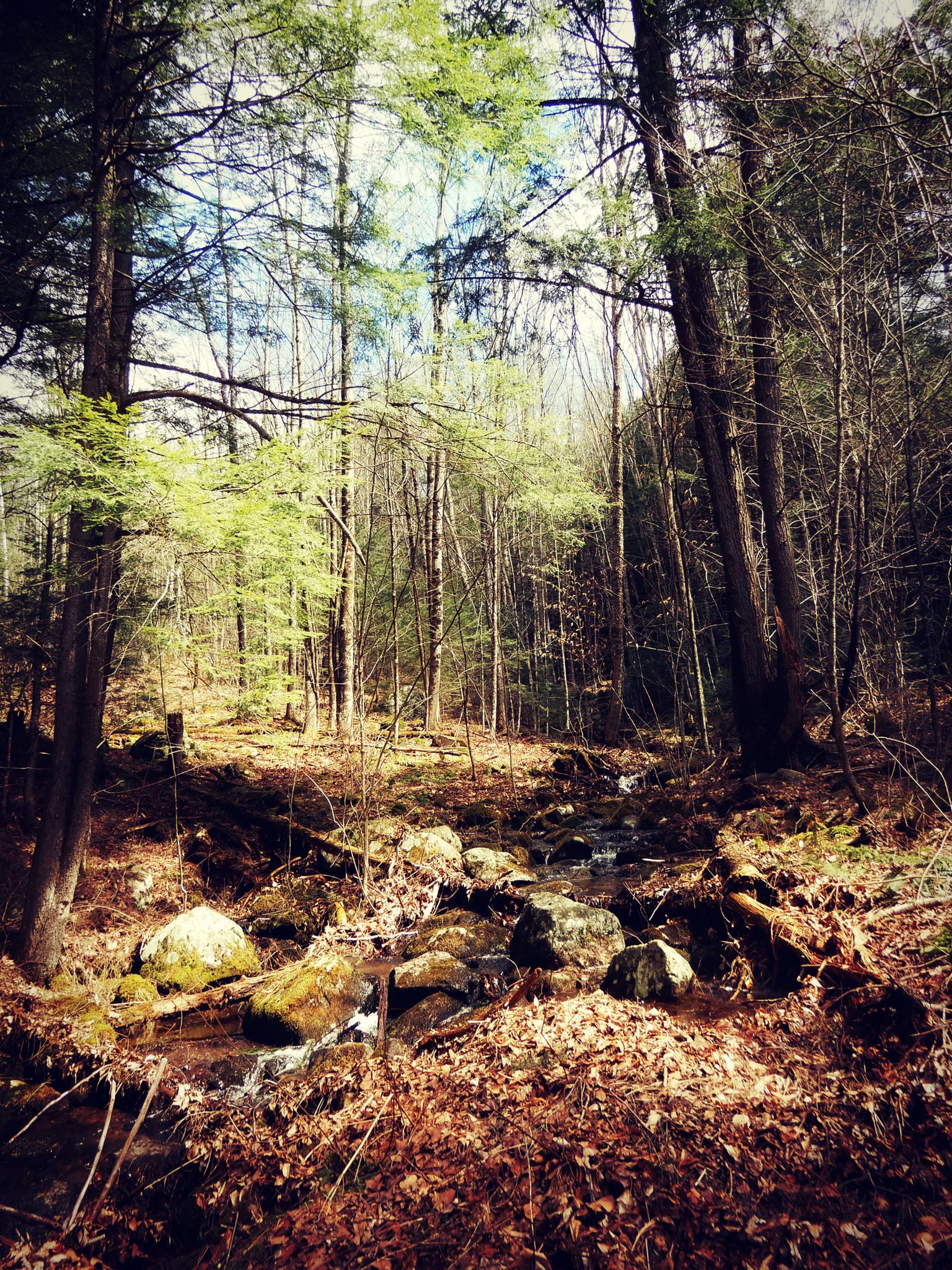 Sunlight illuminates a rocky stream flowing through a dense, leafy forest.
