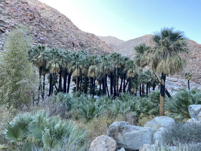 Borrego Palm Canyon