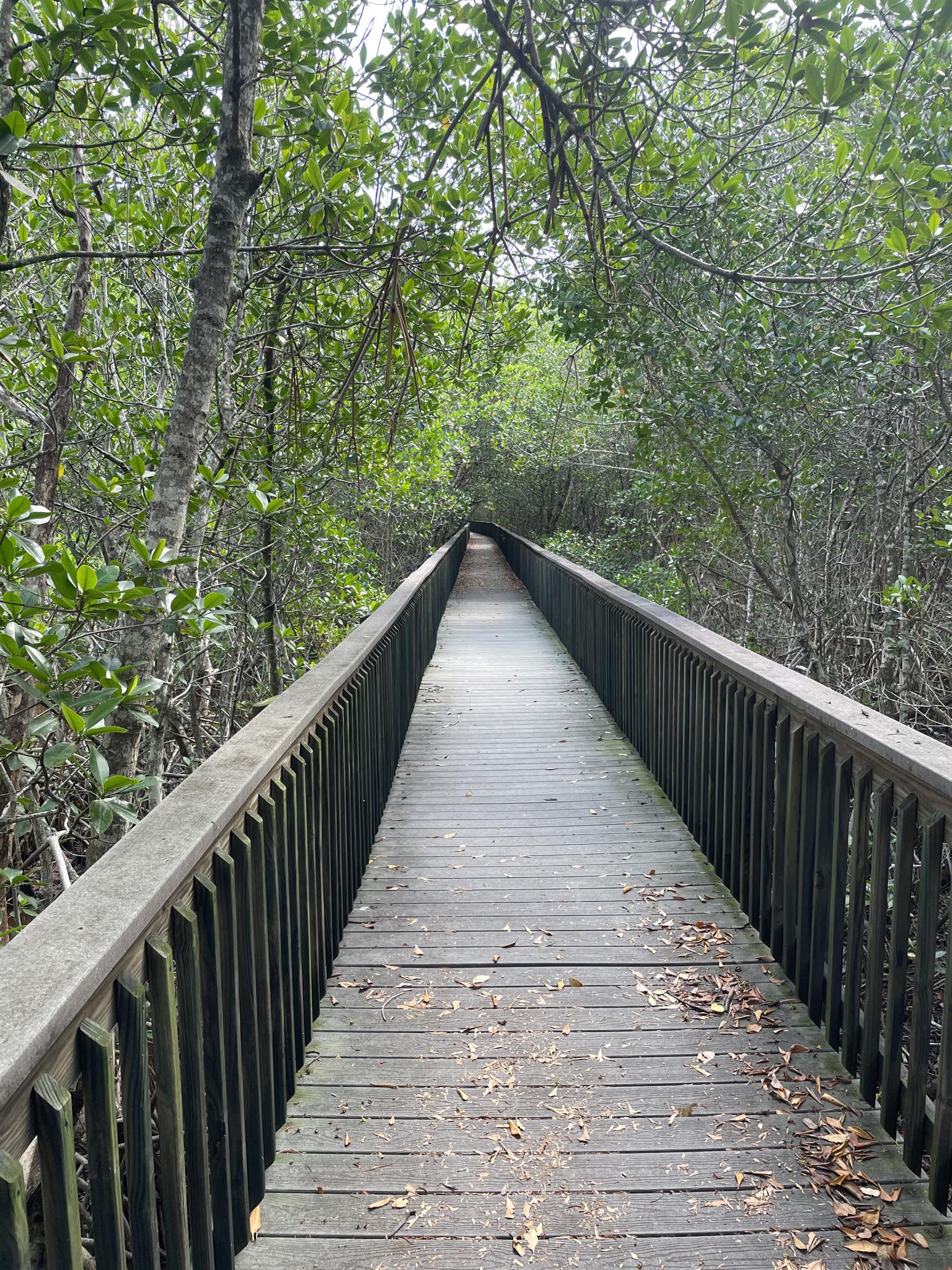 Long wooden boardwalk through dense green forest under diffused light.