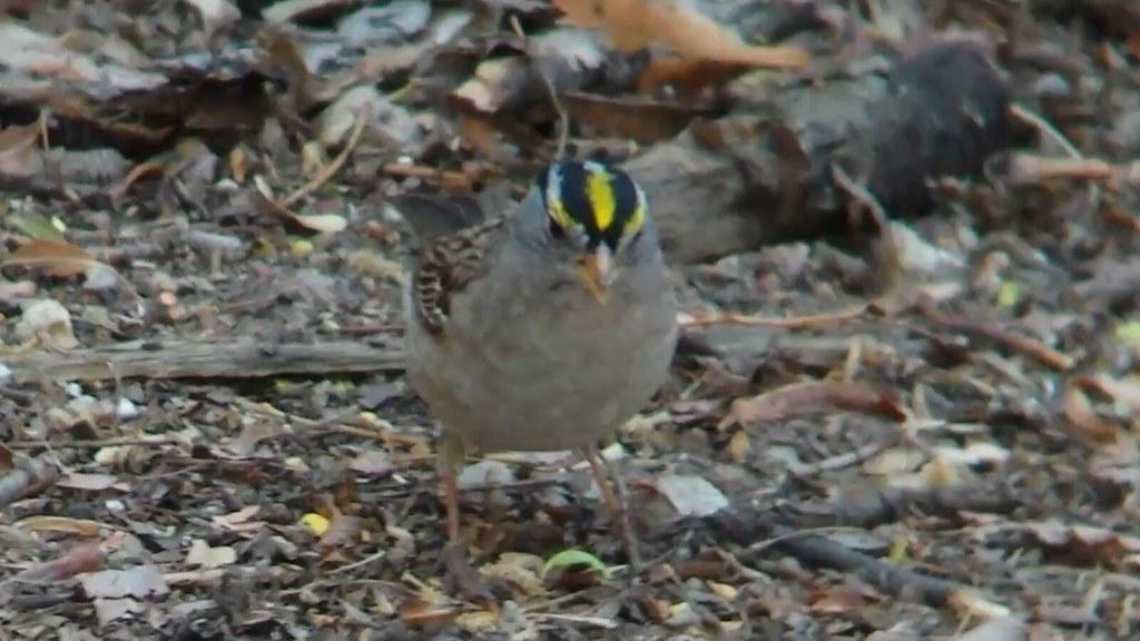 Small bird with yellow and black head stripes on a leaf-covered ground.