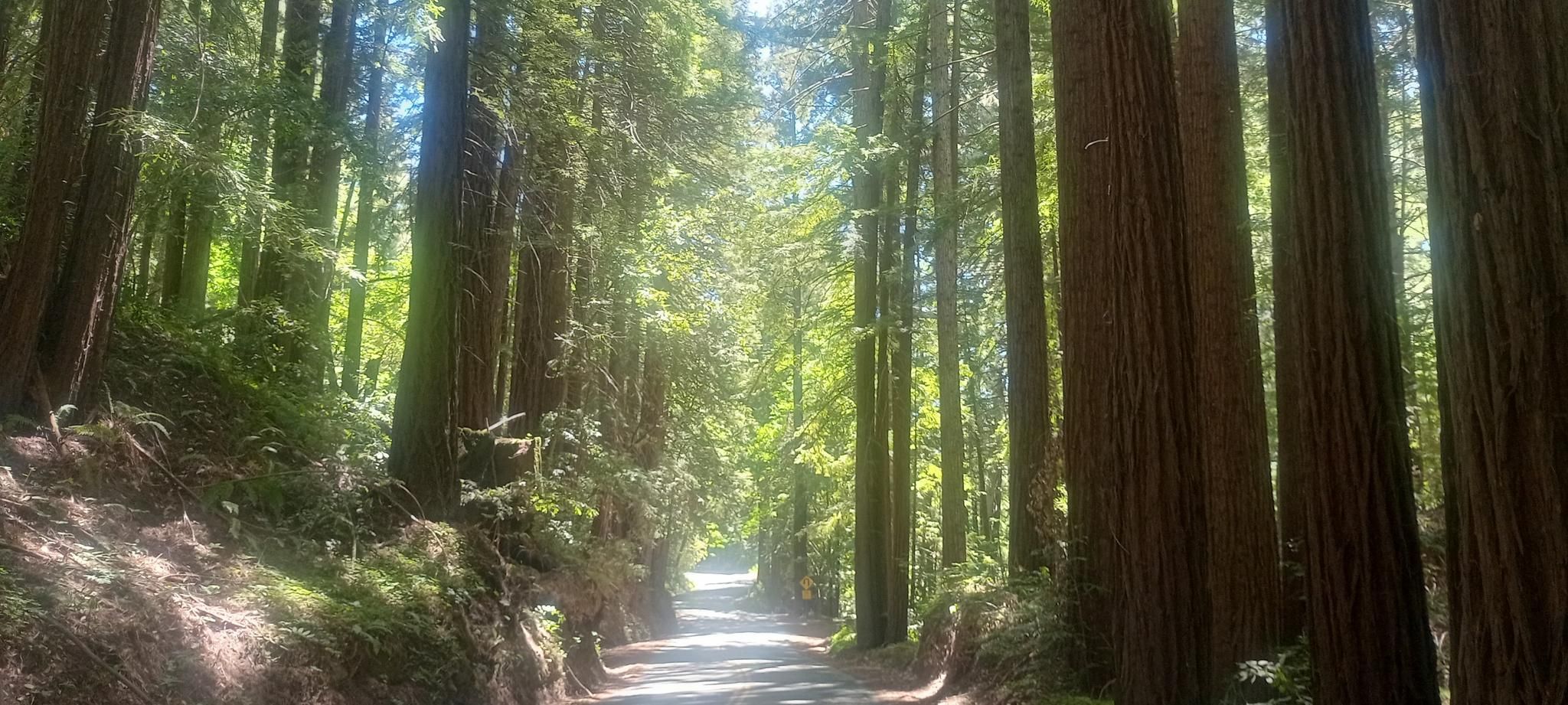 Sunlight filters through tall trees onto a winding forest road. - Highland Way