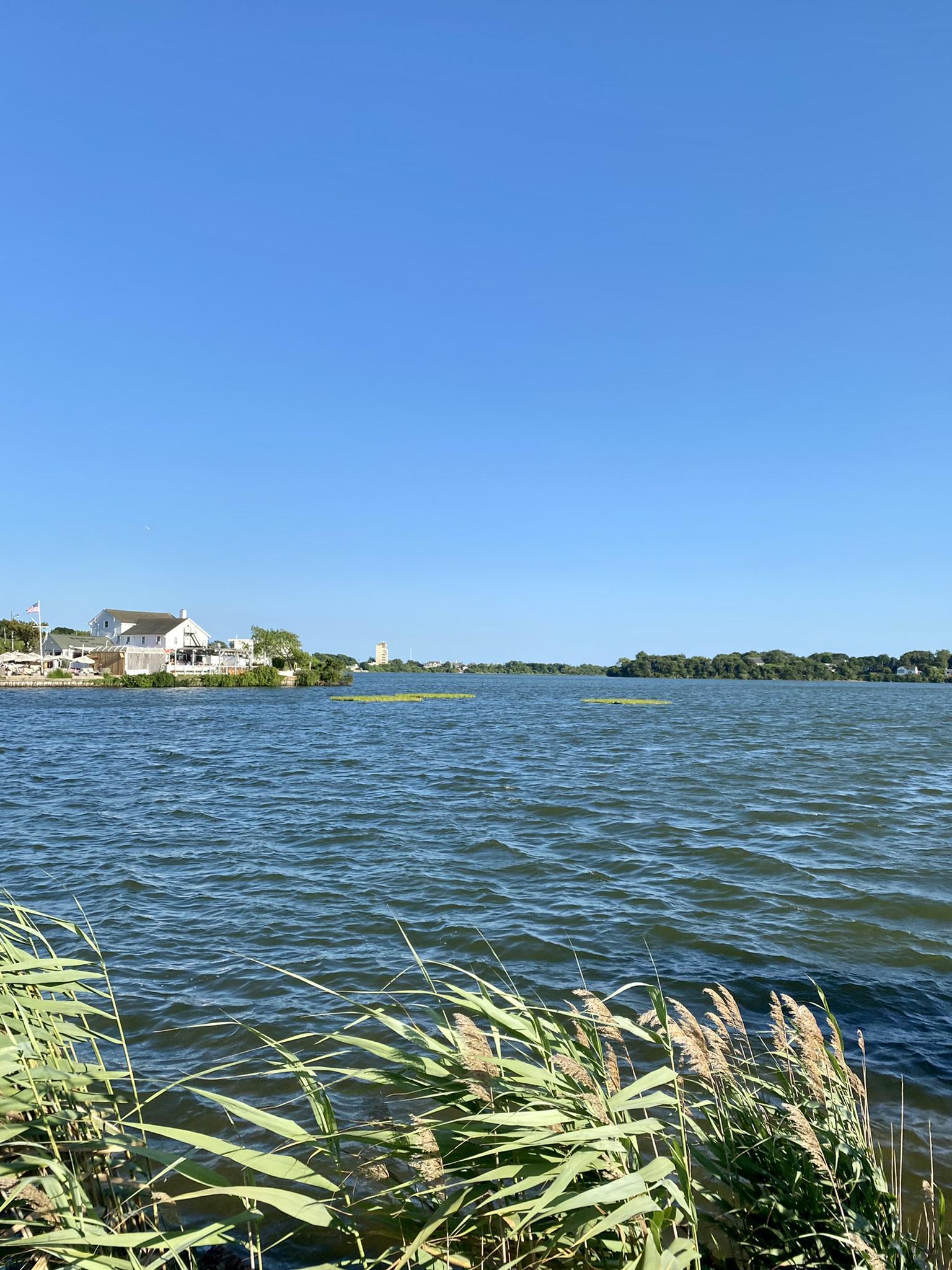 Sunny view of a wide lake with reeds in foreground and distant buildings.