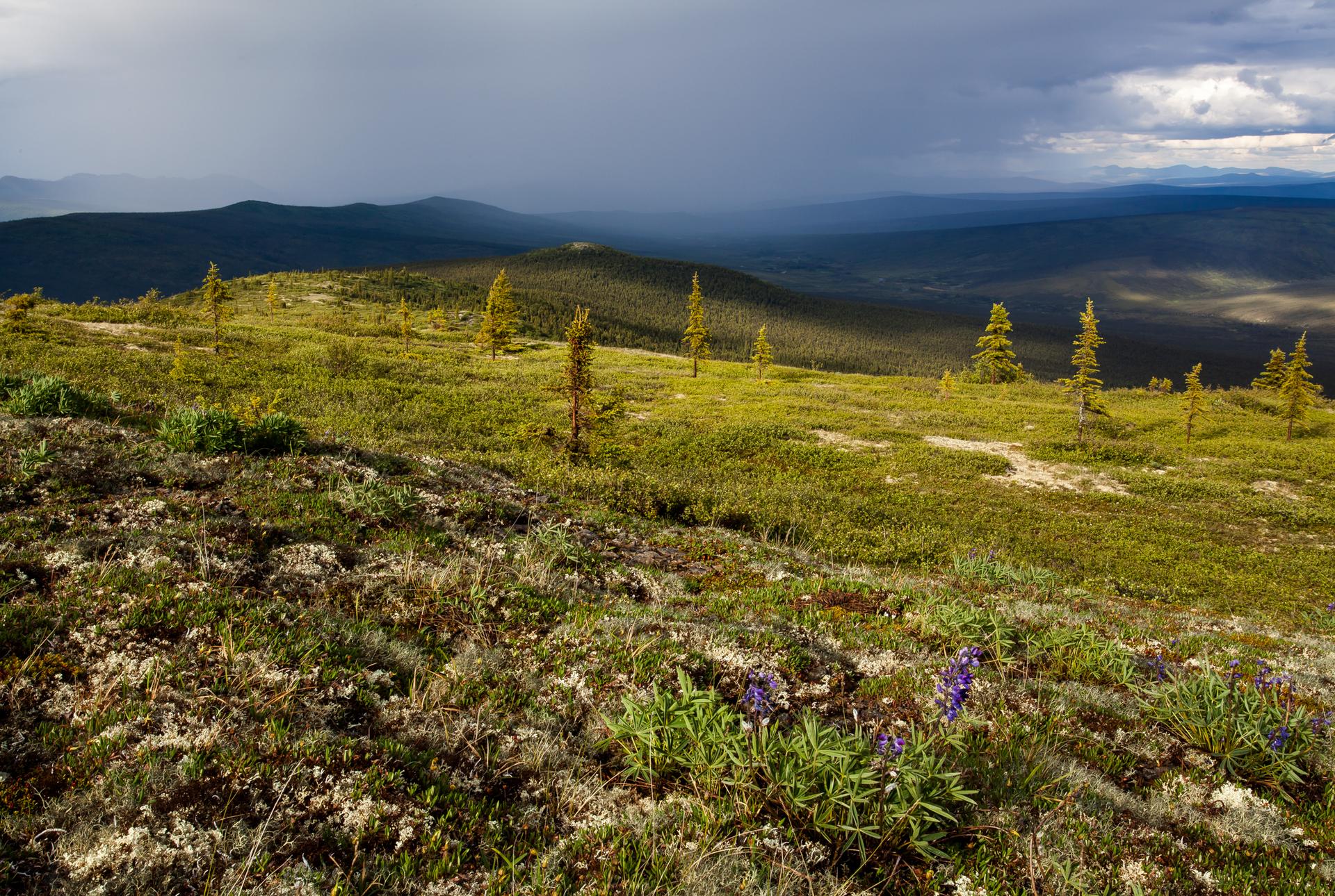 Sunlit green hills with scattered trees under a dramatic, stormy sky.