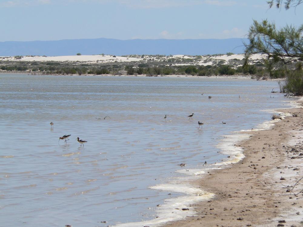 Several birds wade in shallow water near a sandy shore under bright daylight.