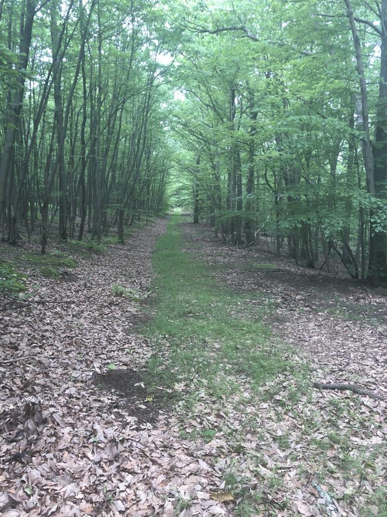 Grassy path through a dense forest with tall trees and fallen leaves.