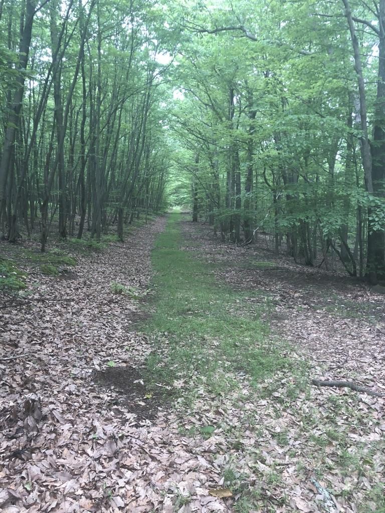 Grassy path through a dense forest with tall trees and fallen leaves. - Middle Creek Trail Loop
