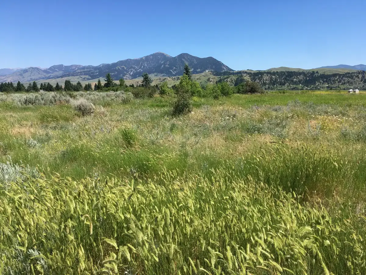 Vast green field with distant mountains under a clear, sunny sky.