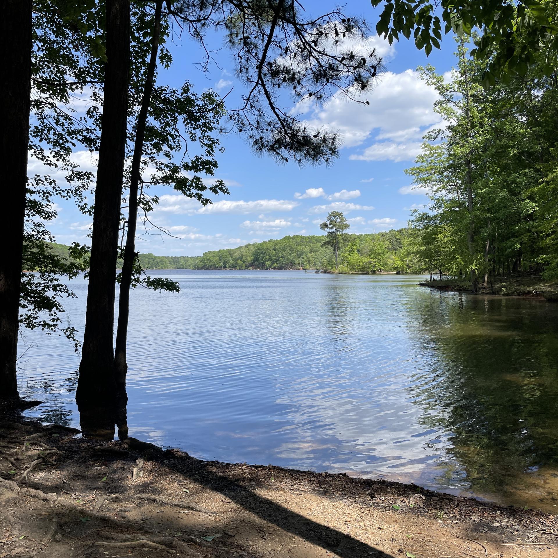 Sunny lake view through trees, calm water reflecting blue sky and clouds.
