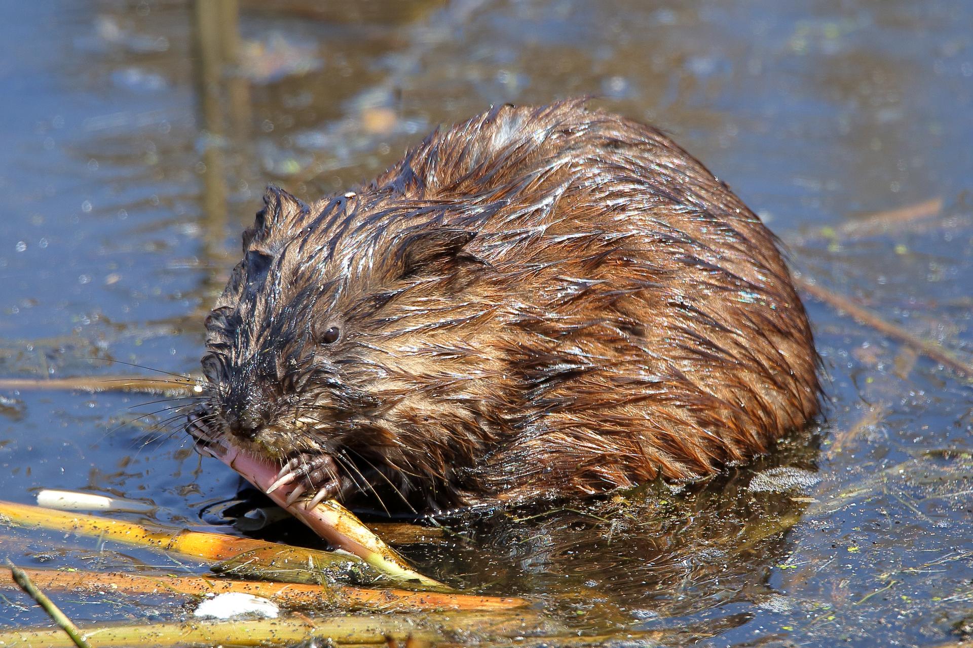 A furry muskrat eats a plant in shallow, murky water.