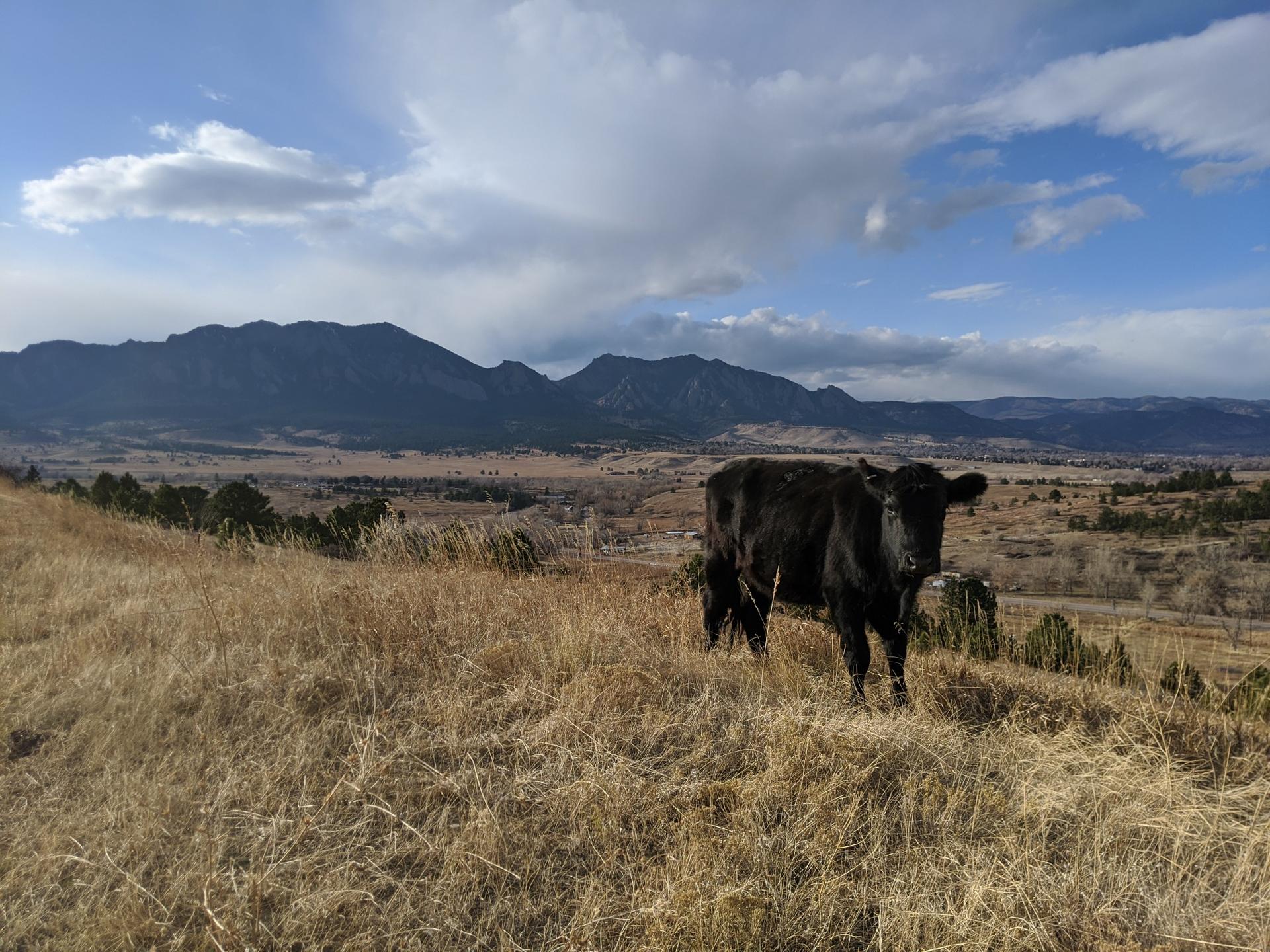 Black cow in dry field with mountains under a partly cloudy sky.