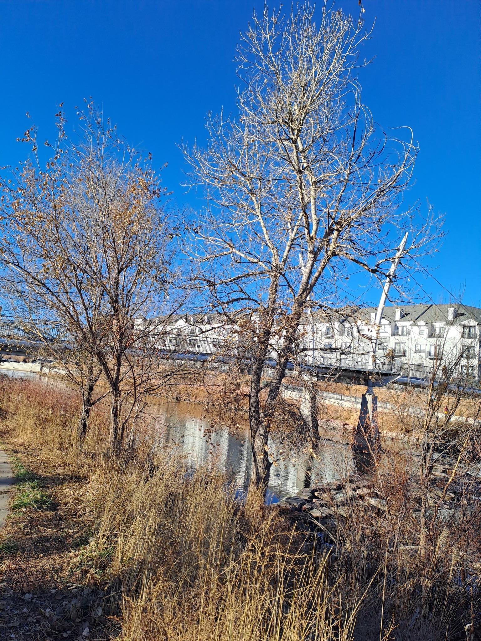 Bare trees and dry grass line a river with residential buildings in the background.