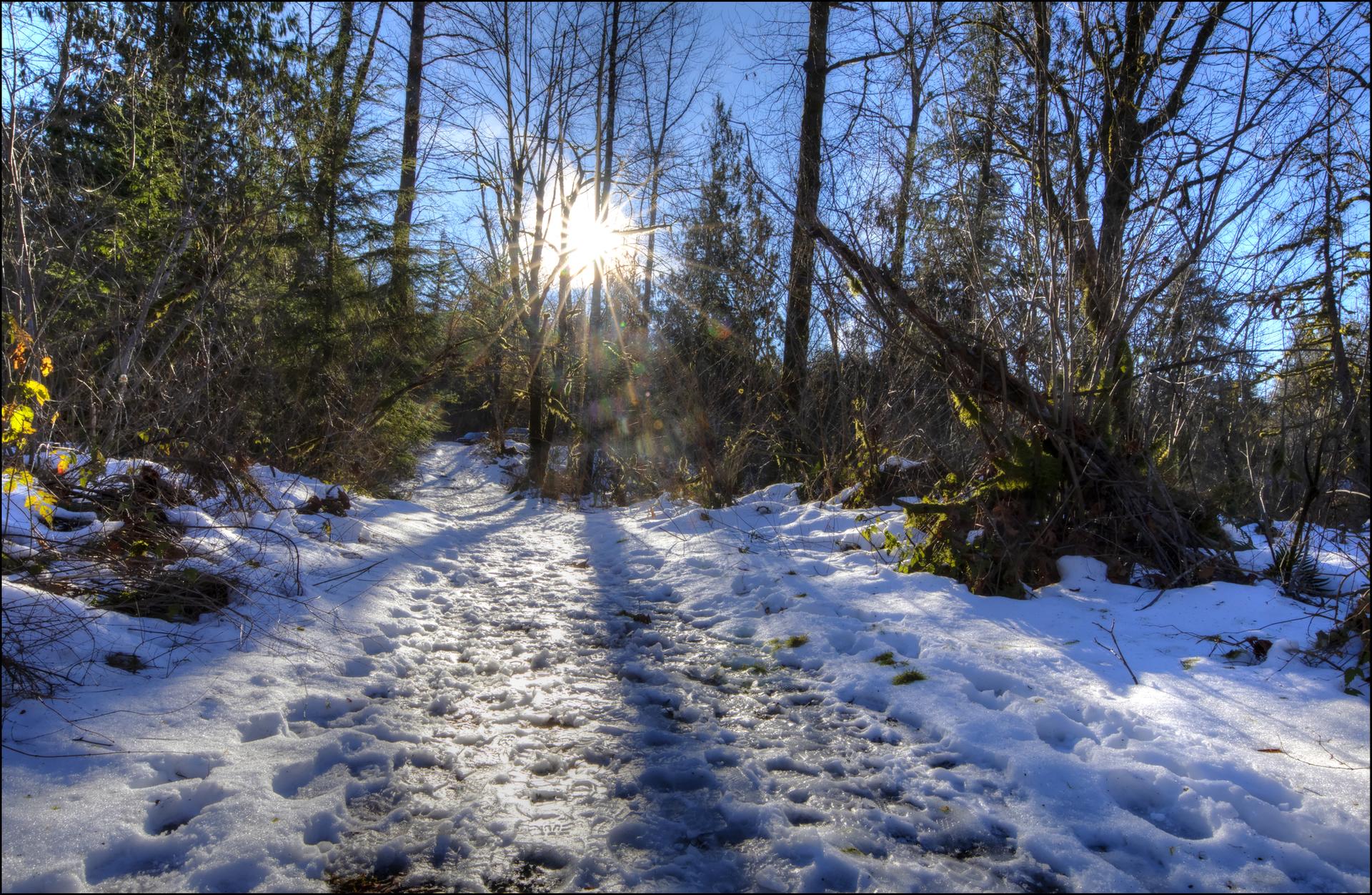 Bright sun shines on a snowy forest path with footprints.