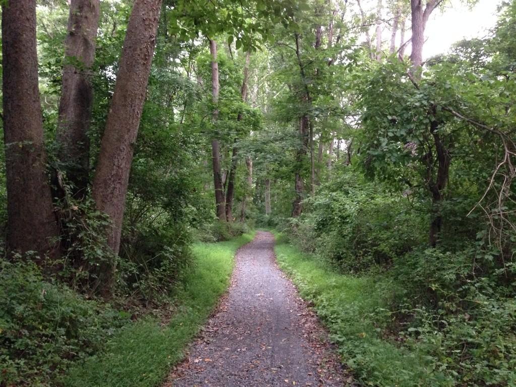 Shaded gravel path winding through a lush, green, dense forest.