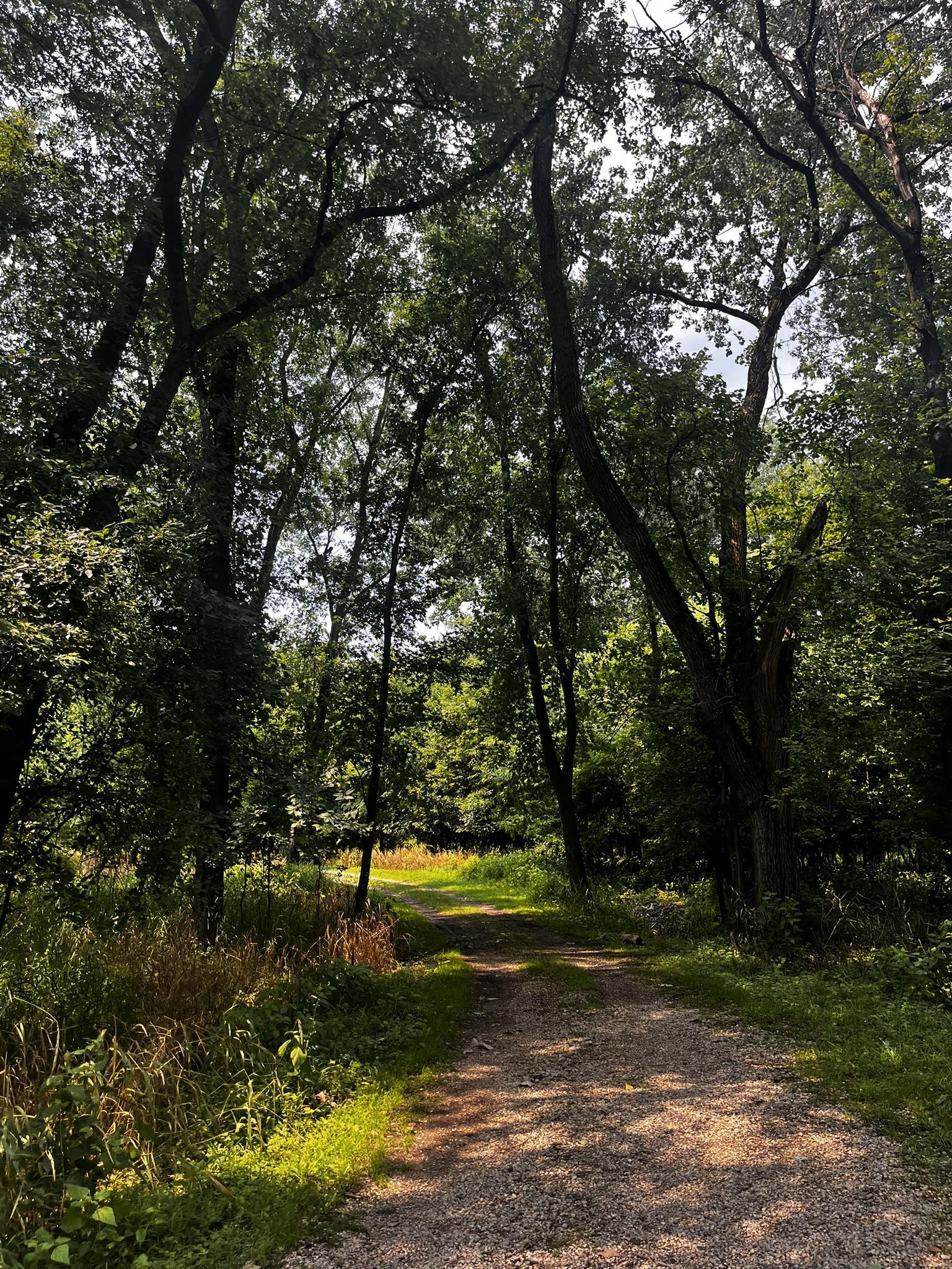 Shaded dirt path winding through a dense forest with tall trees.