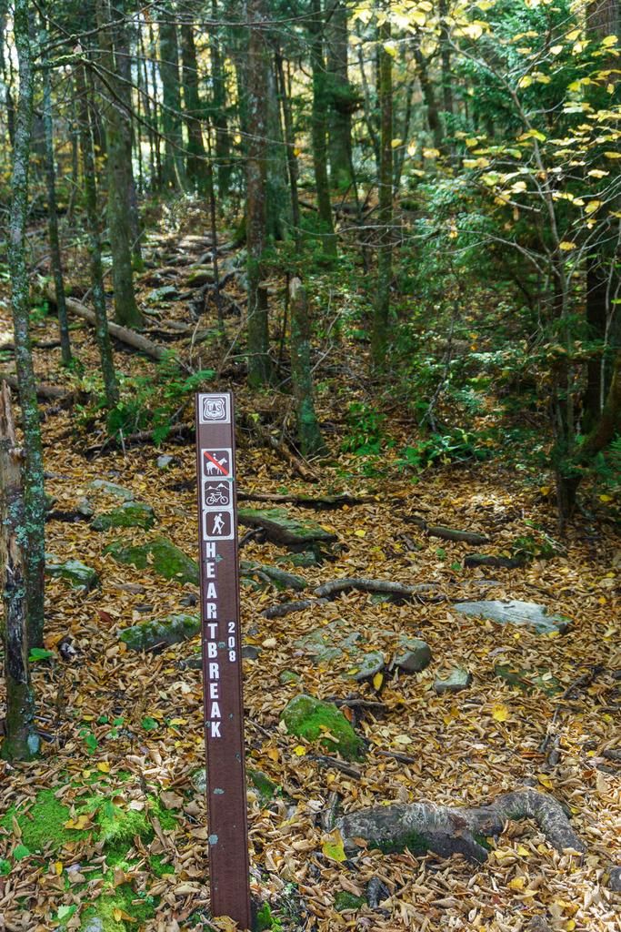 A trail marker post stands on a leaf-covered forest path under dappled sunlight. - Mountainbike loop from Fonta Flora State Trail