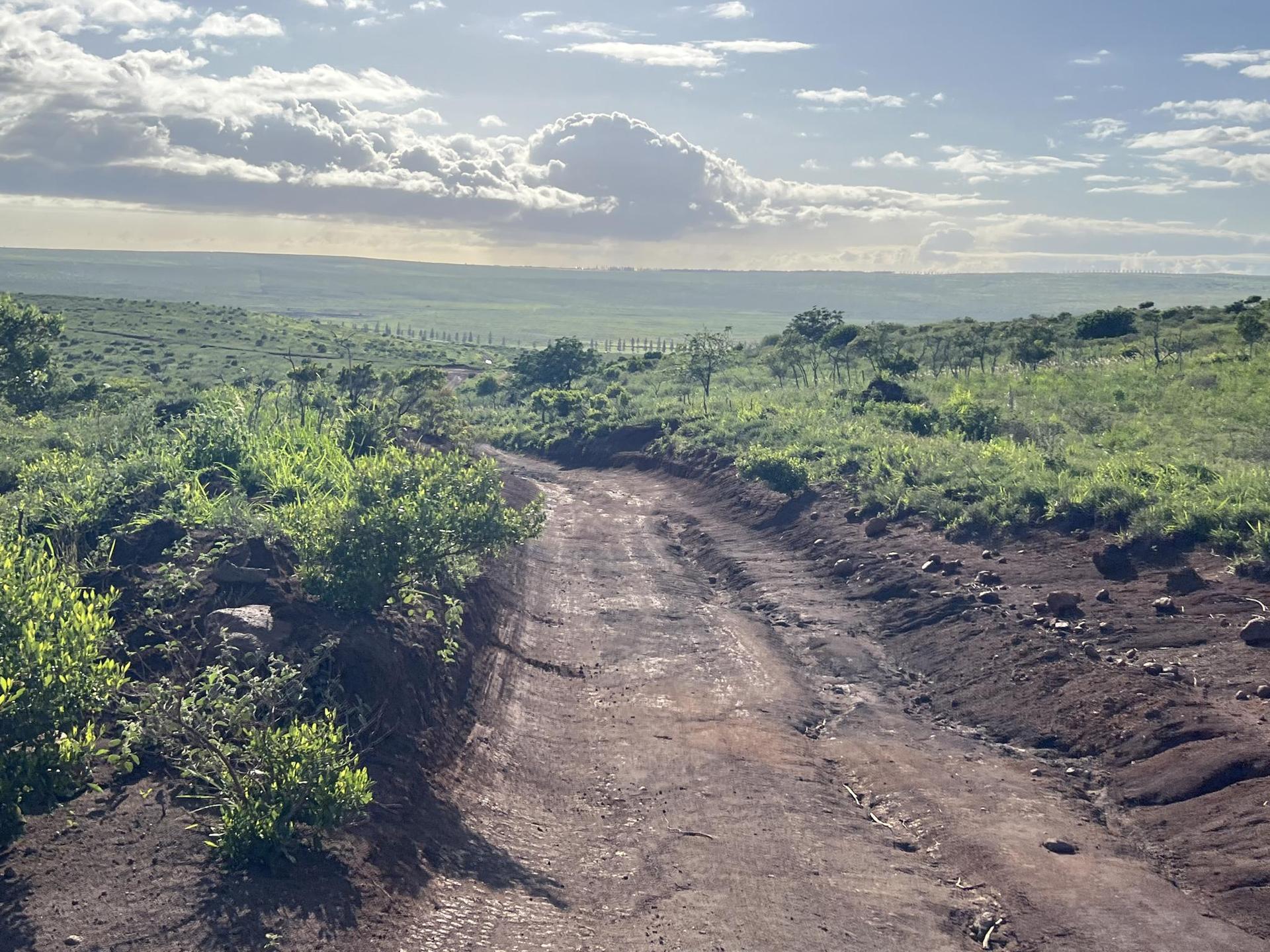 Dirt path through green fields under a bright, cloudy sky.