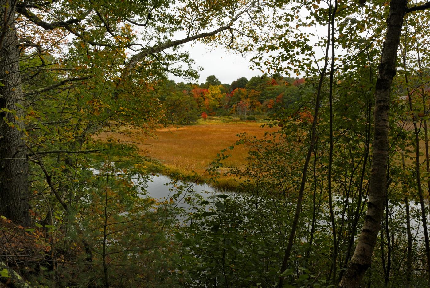 Overcast view of a river winding through a golden autumn marsh.