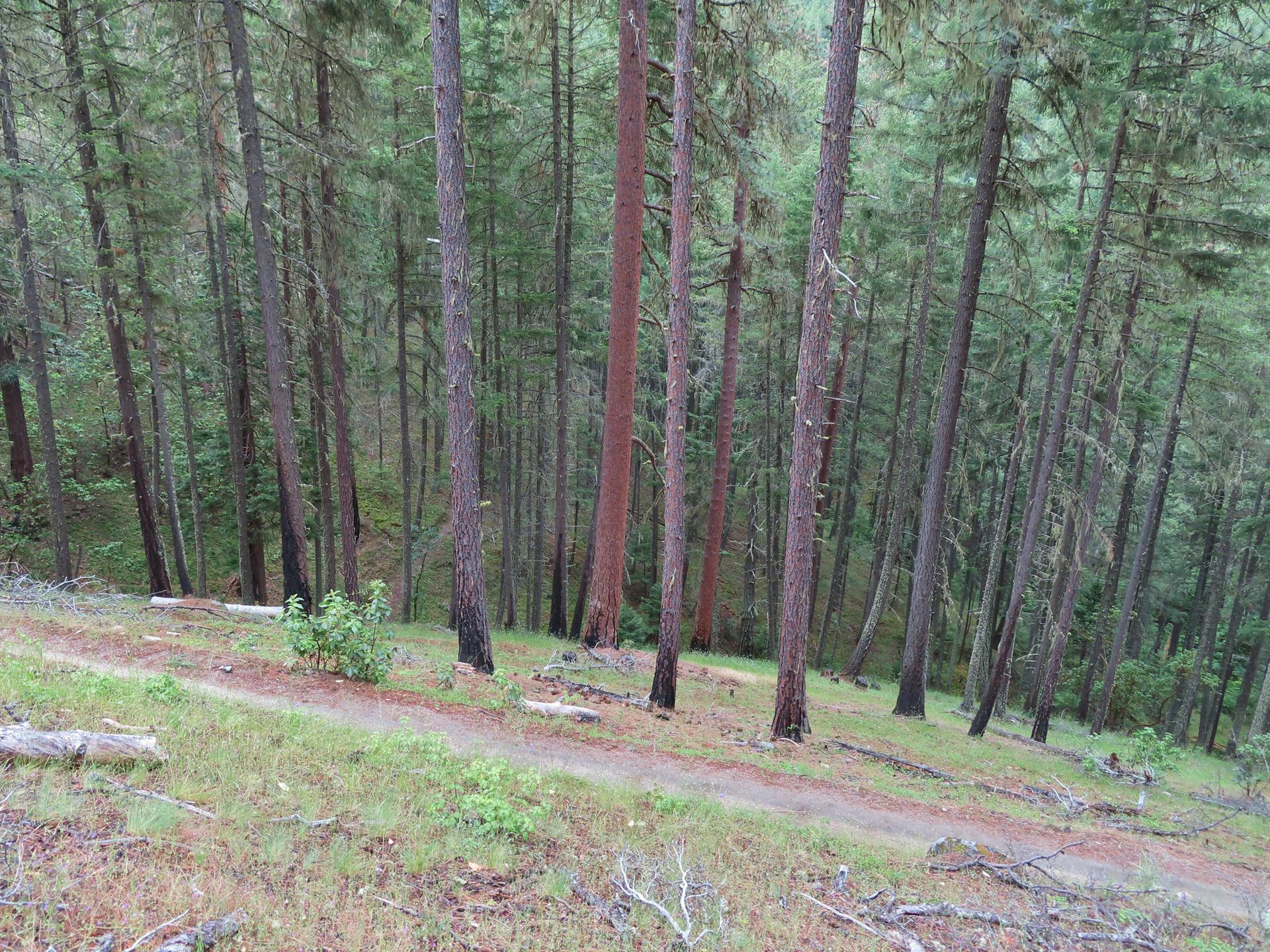 A dirt path winds through a dense, green evergreen forest on a slope.