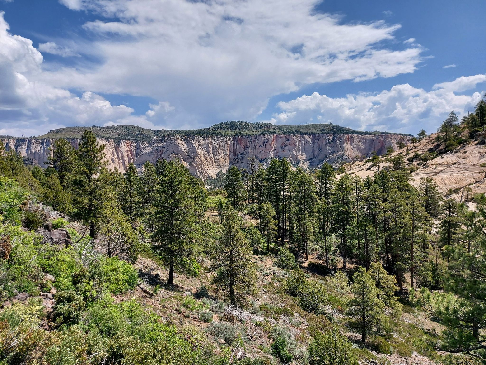 Forested valley with tall pine trees and a massive cliff under a cloudy sky. - Northgate Peaks Trail
