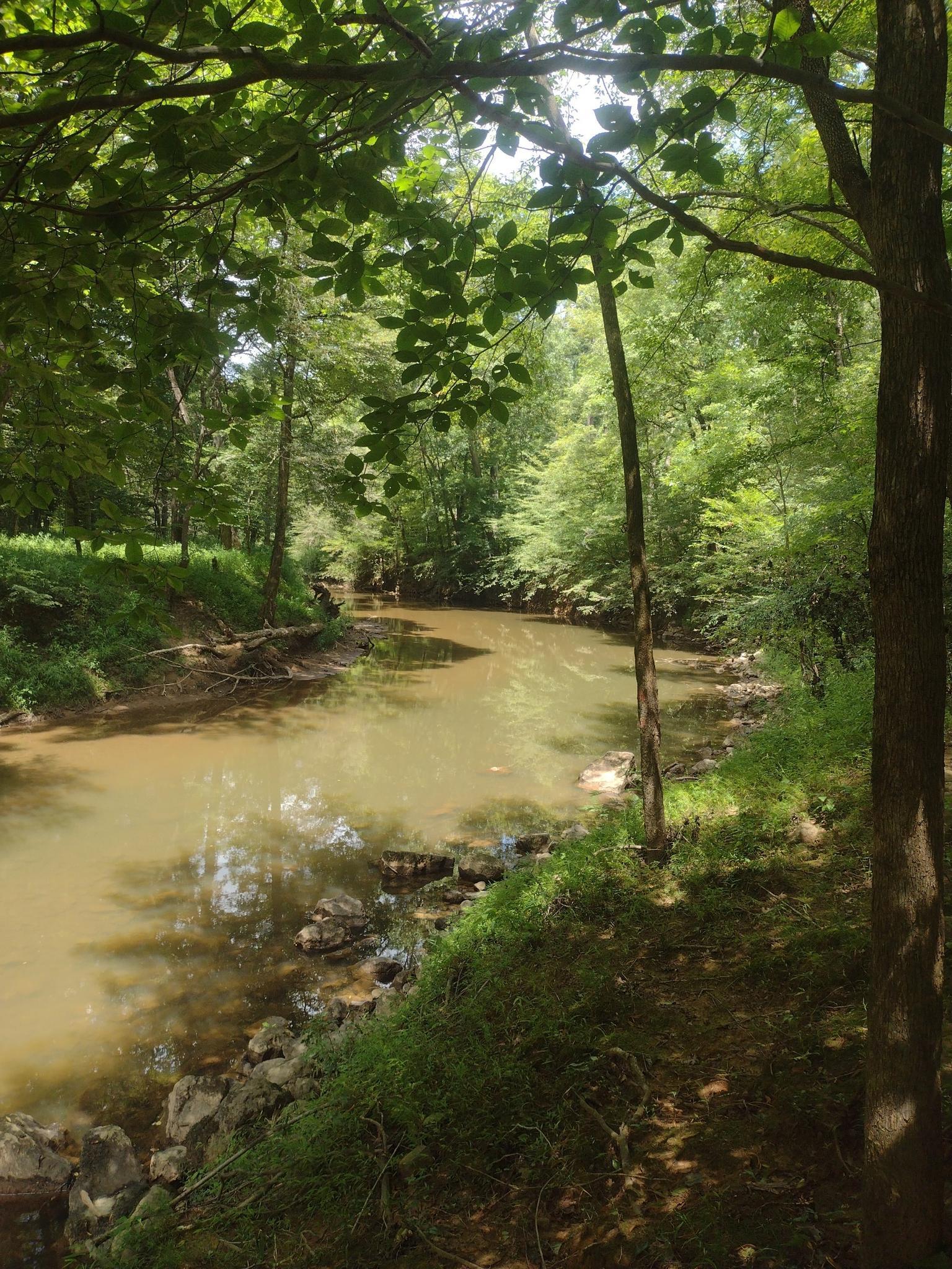 A muddy river flows through a dense green forest on a sunny day.