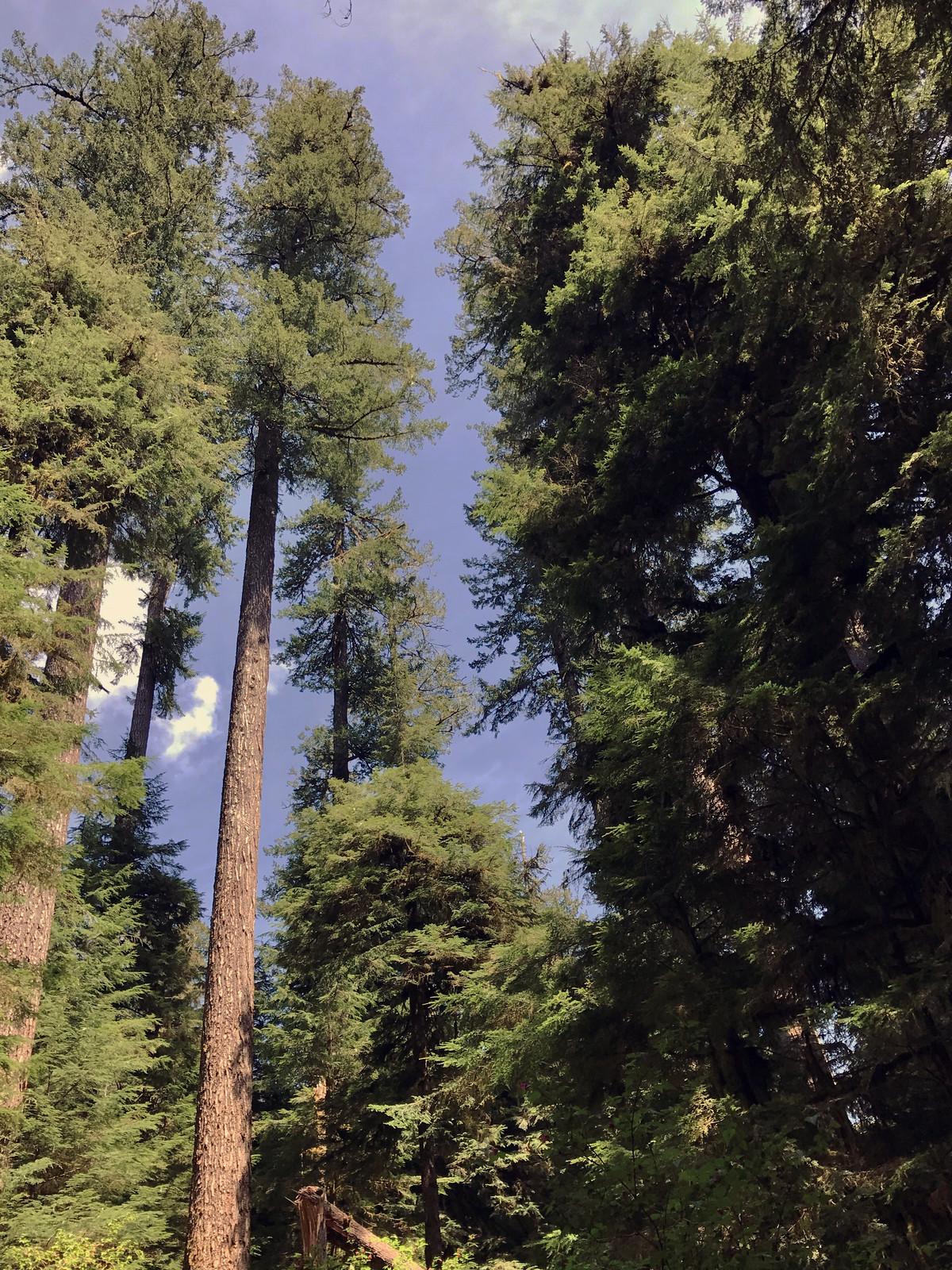 Sunlight filters through towering green trees against a clear blue sky.