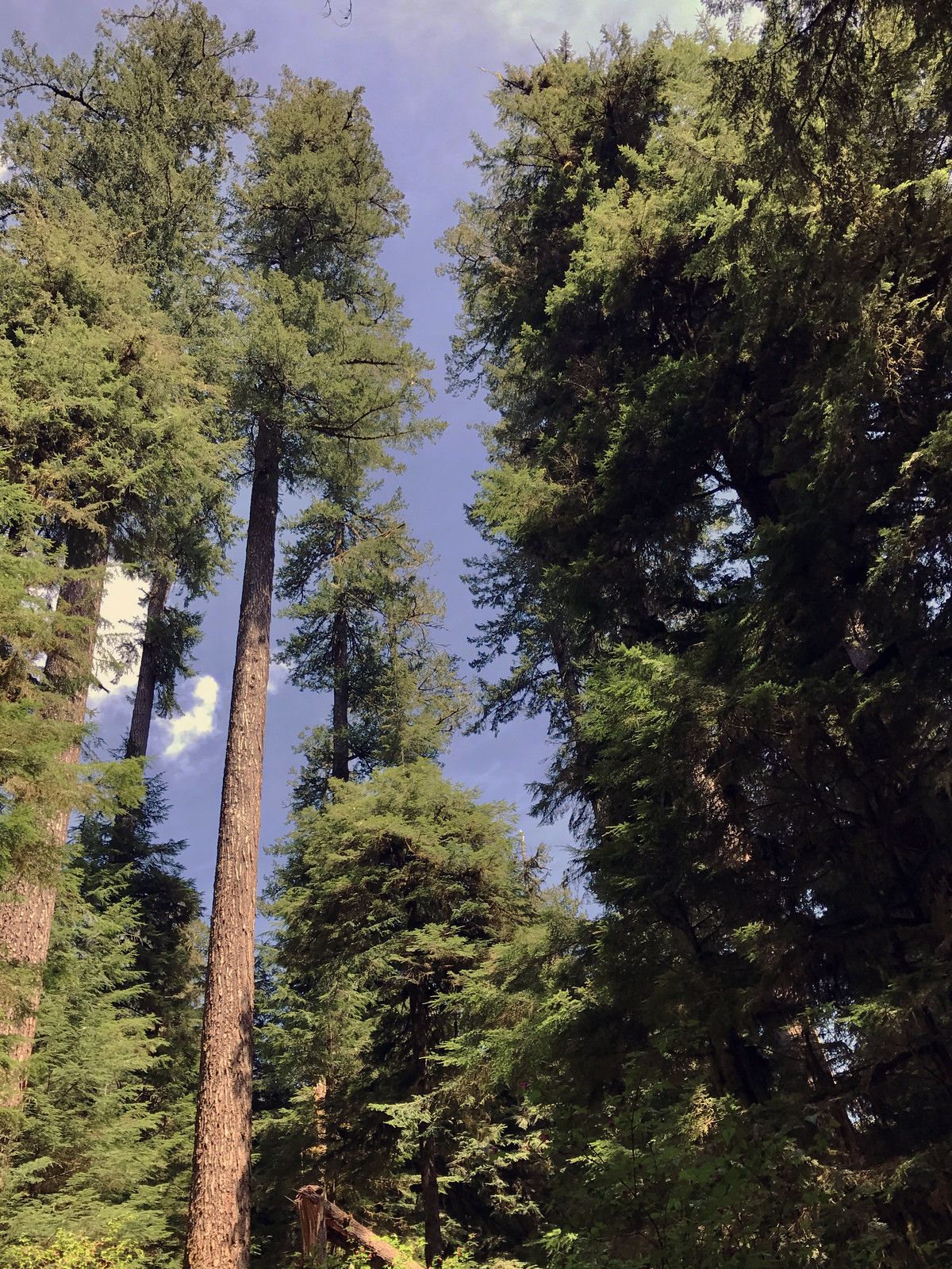 Sunlight filters through towering green trees against a clear blue sky. - Valley of the Giants Trail