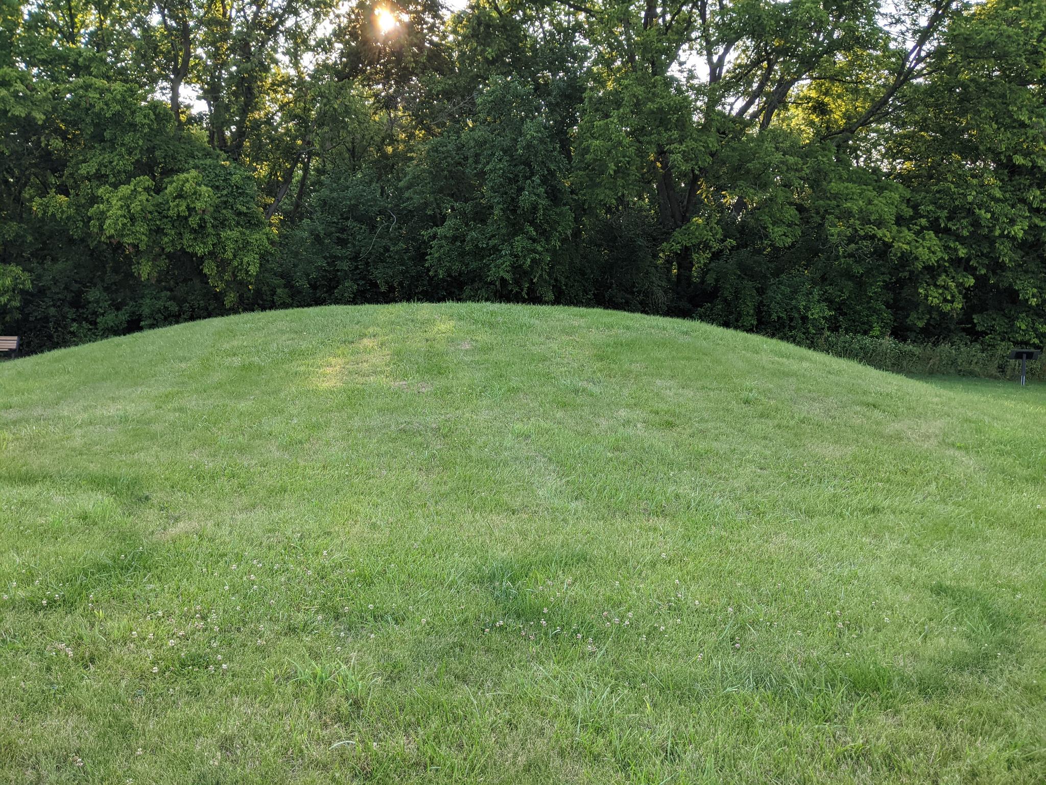 A smooth green grassy hill with sunlit trees in the background.