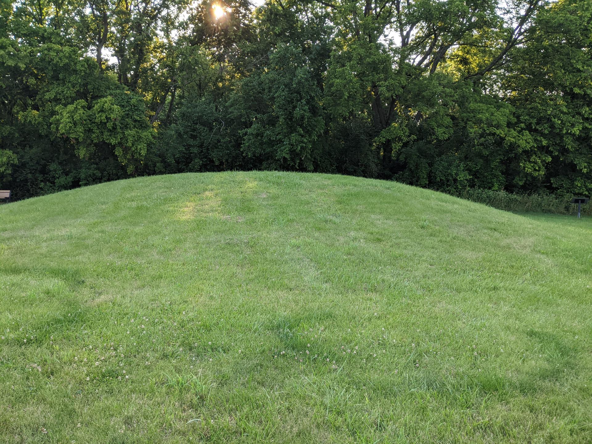 A smooth green grassy hill with sunlit trees in the background.