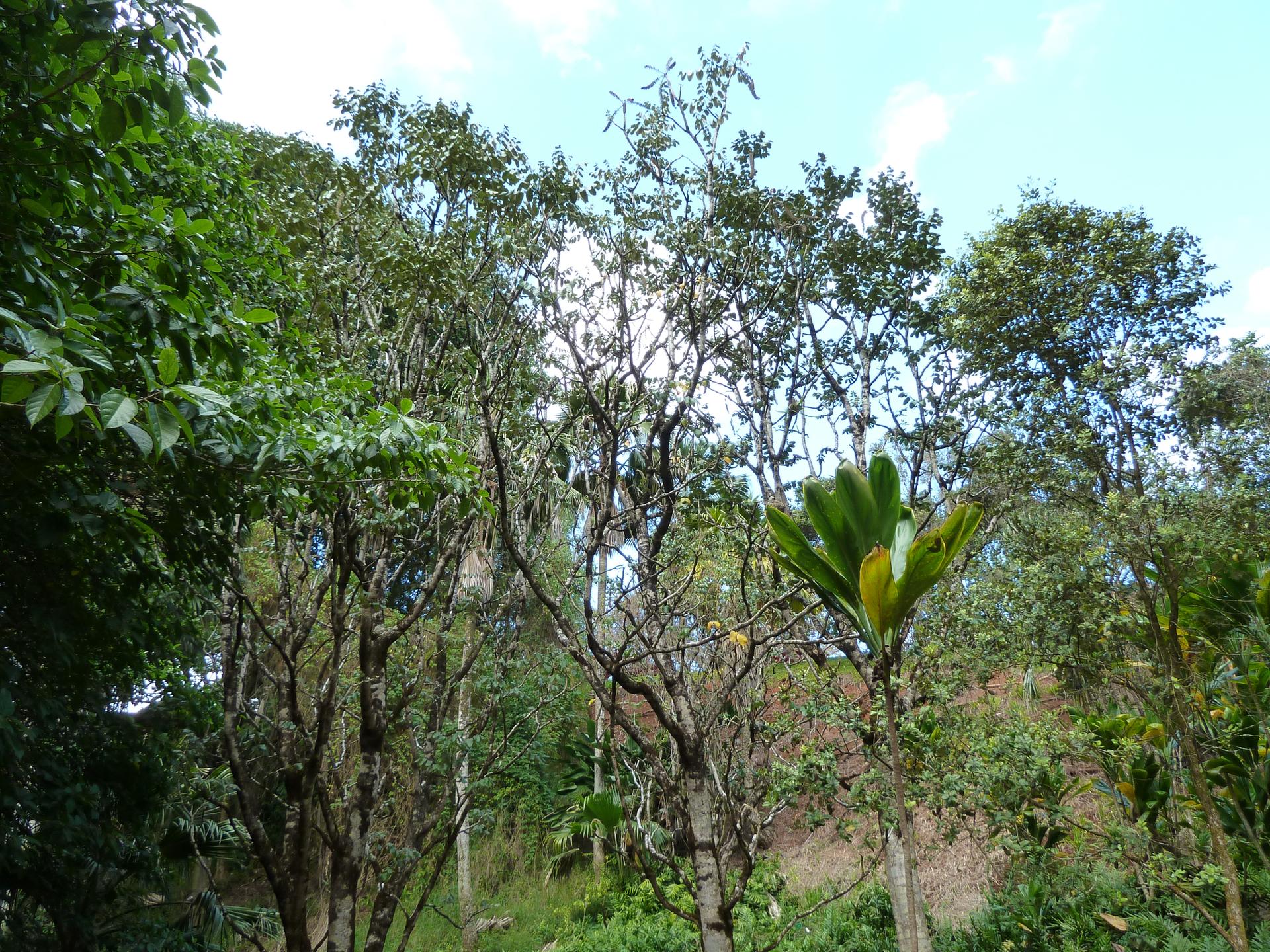 Lush green trees and dense foliage under a bright, clear sky.