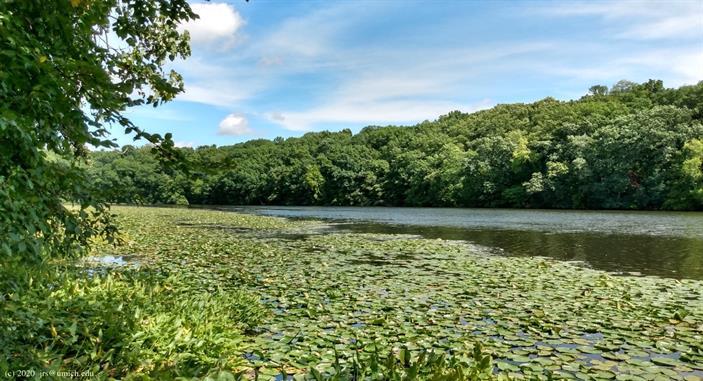 Sunny lake covered in lily pads, surrounded by lush green forest.