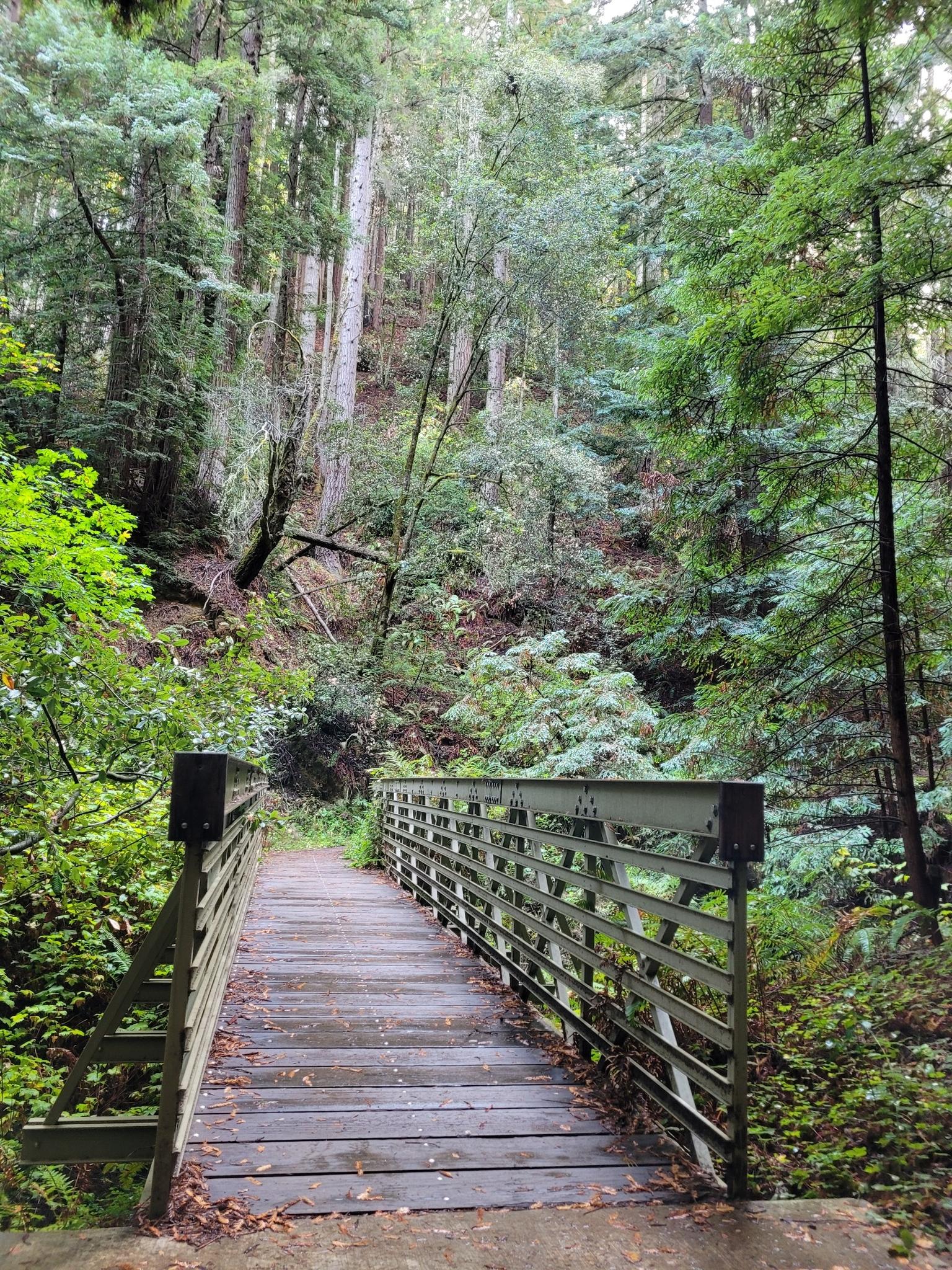 A wooden bridge spans a lush, green forest with tall trees.