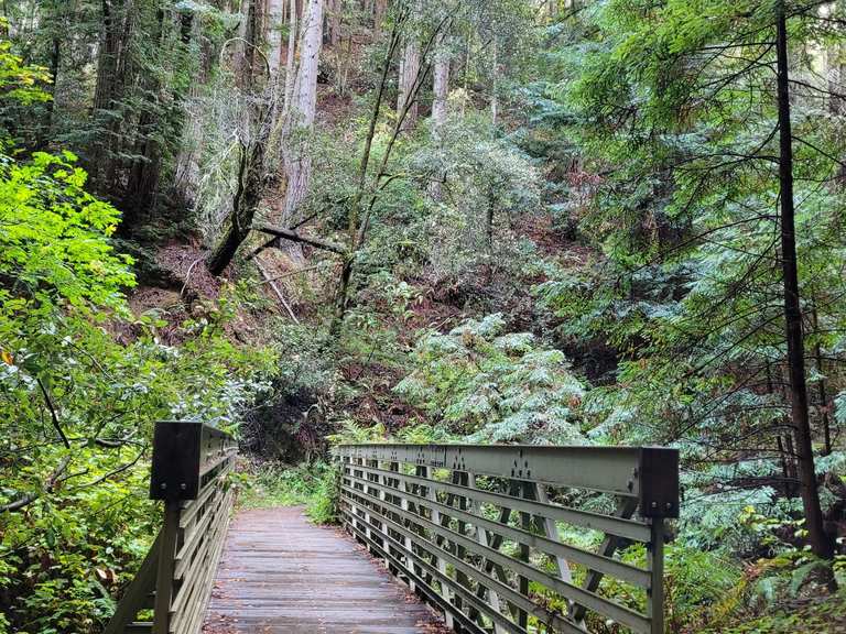 Grabtown Gulch & Purisima Trail lus - Purisima Creek Redwoods Open ...