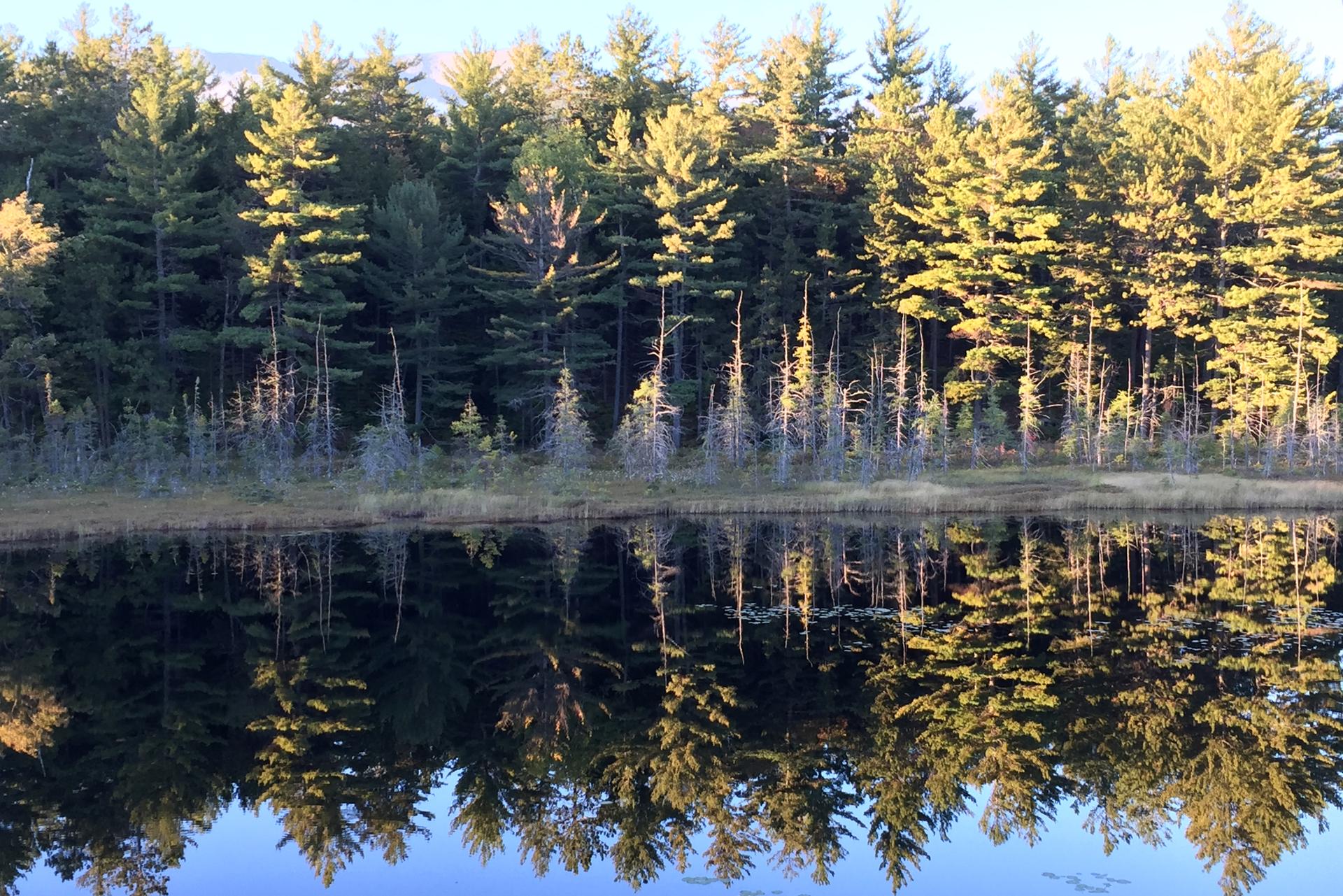 Golden light illuminates pine trees perfectly reflected in calm, dark water.
