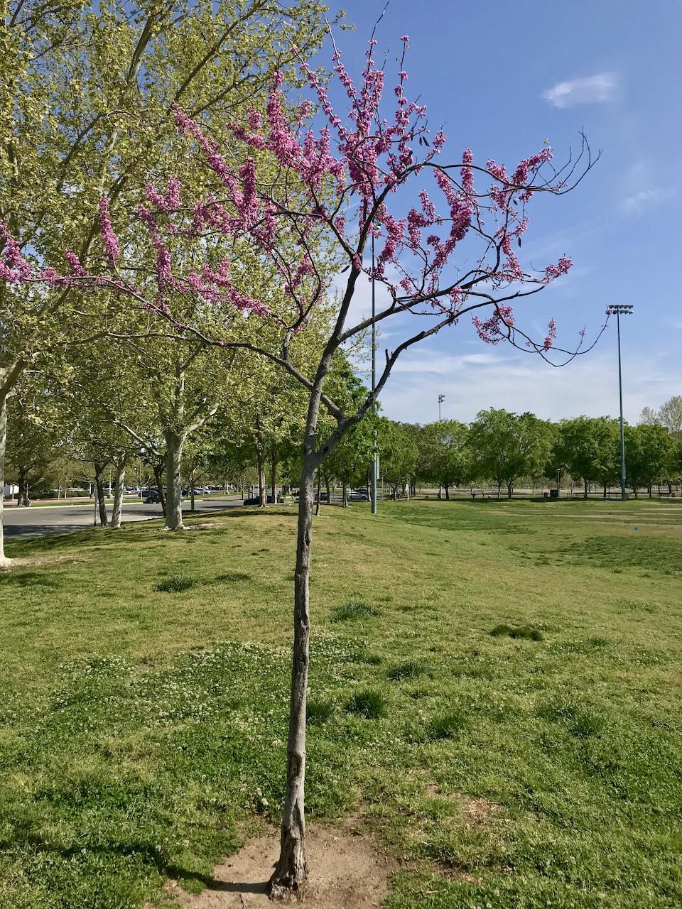 A small tree with pink blossoms stands in a grassy park under blue sky.
