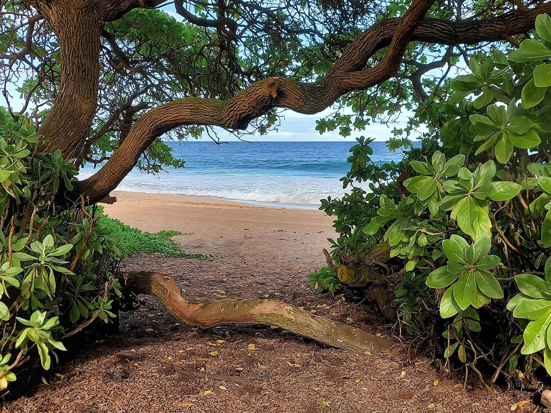 Twisted tree branches frame a sandy beach with blue ocean and waves.