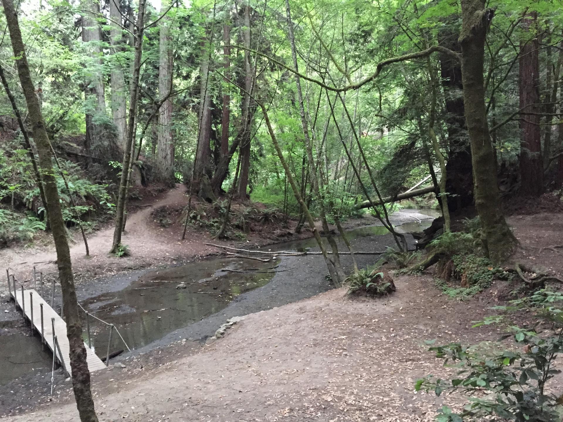 A small wooden bridge crosses a shallow stream in a lush forest.