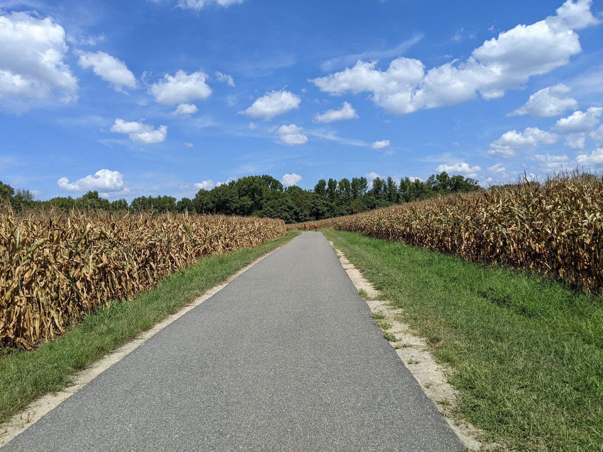 Paved path through dry cornfields under a bright blue sky with clouds. - Virginia Capital Trail