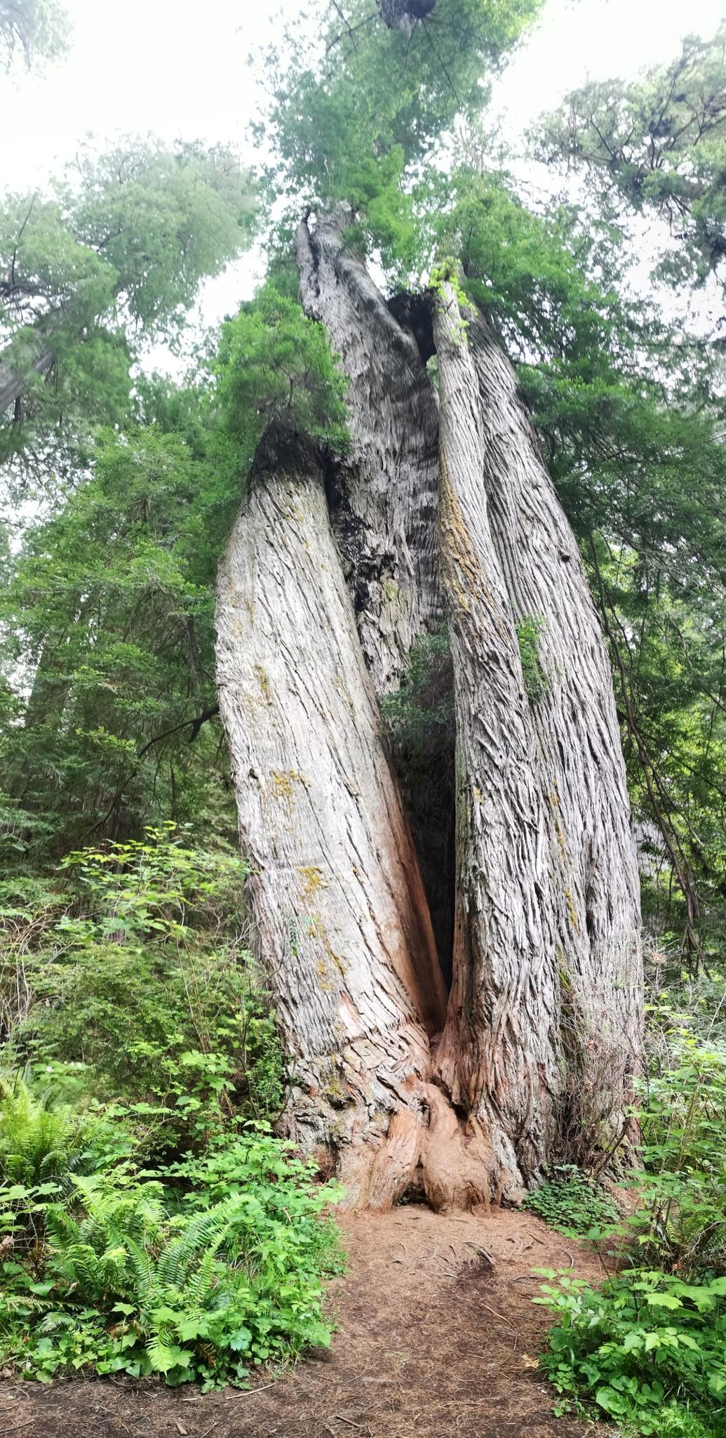 A colossal tree with a deeply split trunk stands in a lush forest.