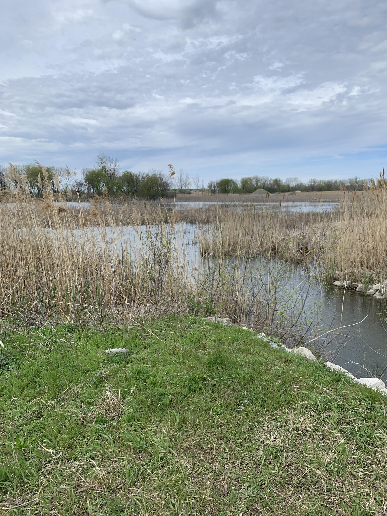 Overcast view of a marshy wetland with tall reeds and green foreground grass.