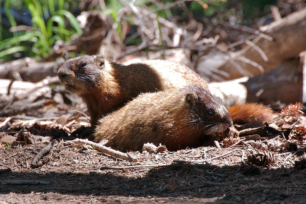 Two brown marmots resting on a forest floor, partially shaded by trees.
