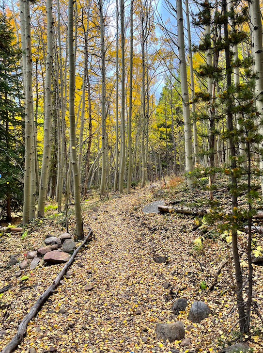 Forest path covered in golden autumn leaves, surrounded by tall yellow aspen trees.