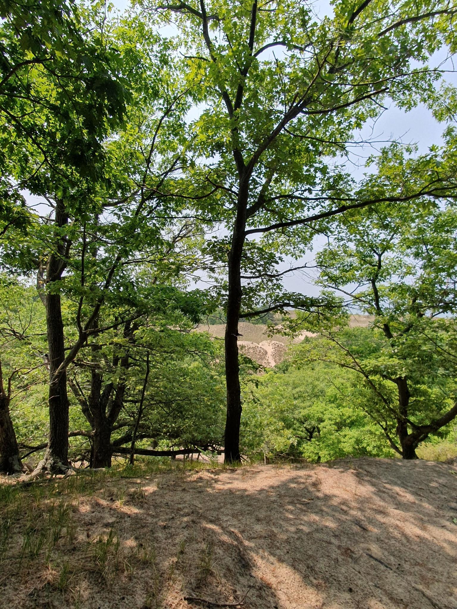 Green trees frame a distant sandy landscape under a bright sky.
