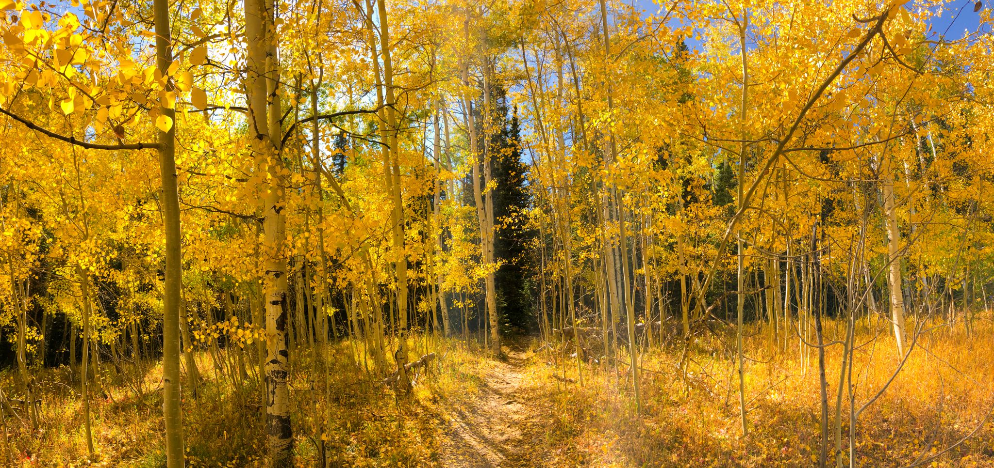 A sunlit forest path winds through vibrant golden aspen trees in autumn. - Willow Creek Falls via South Willow Creek Trail