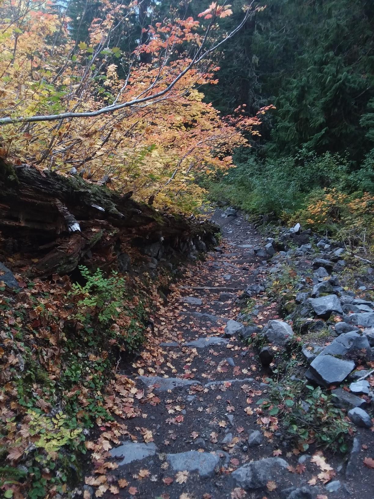 Forest path with steps covered in autumn leaves, warm lighting.