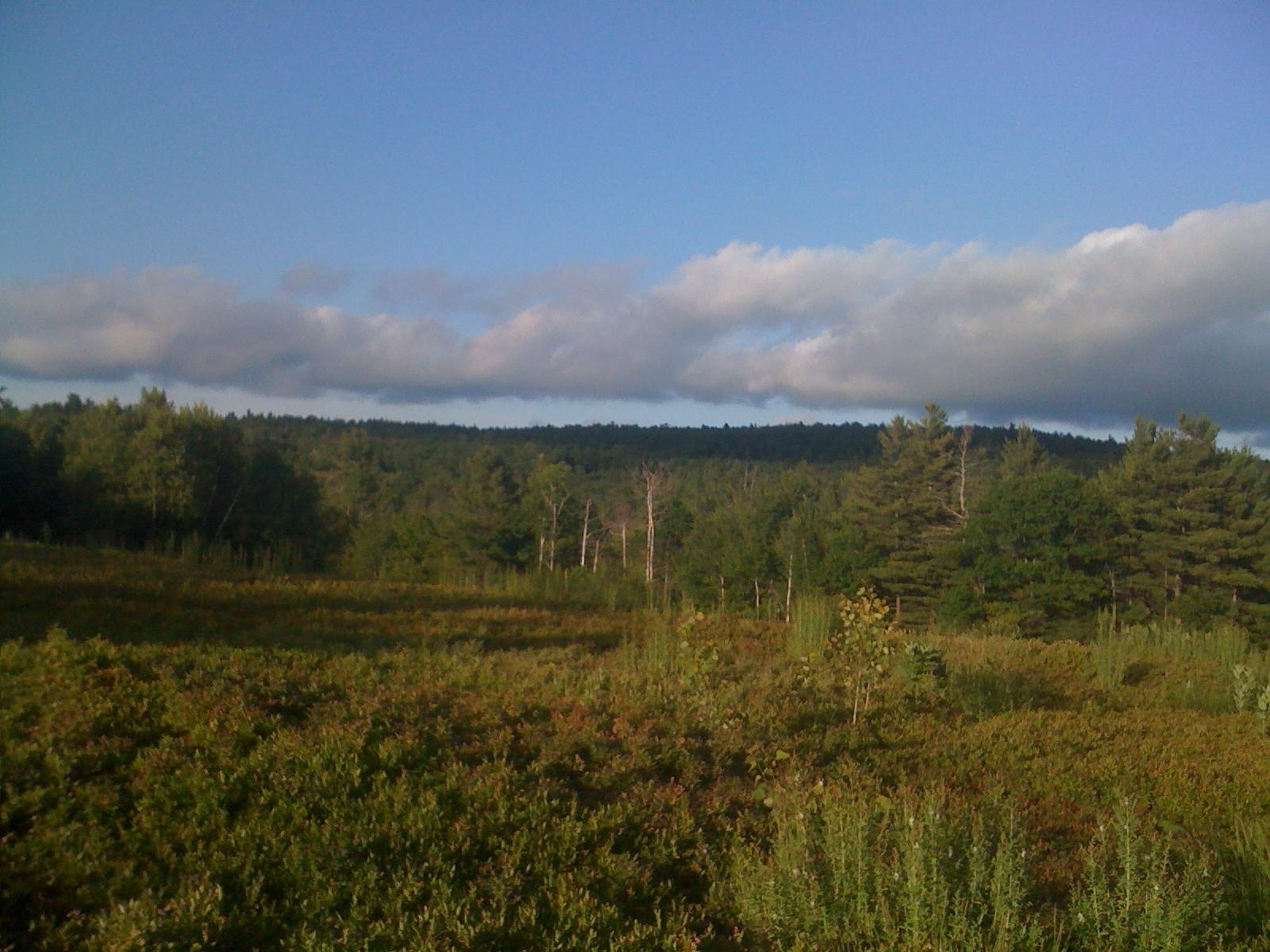 Vast green field leading to a dense forest under a partly cloudy sky.