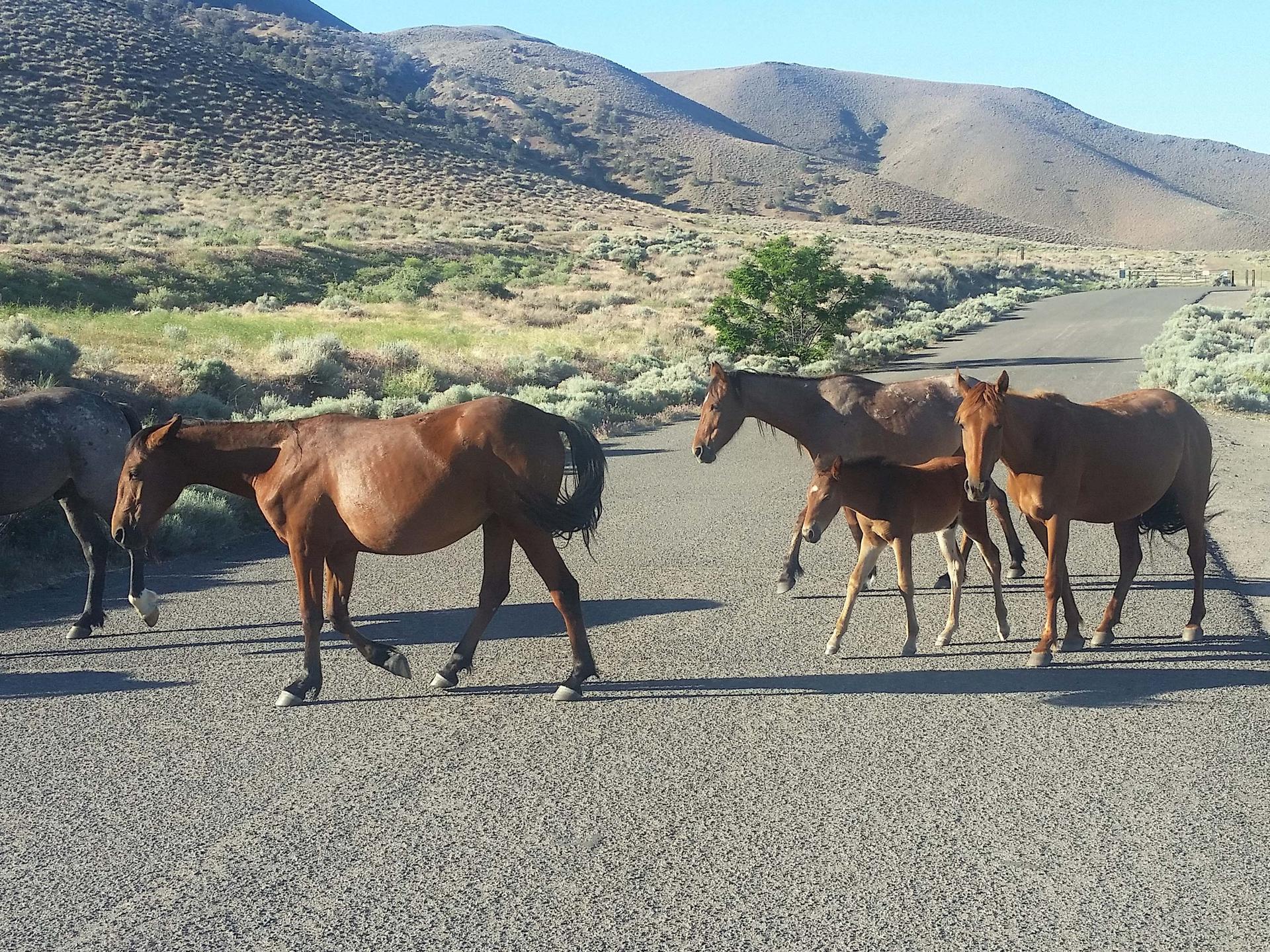 Wild horses, including a foal, cross a paved road in a dry, hilly landscape.